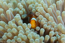BD-130330-Tulamben-8171-Amphiprion-ocellaris.-Cuvier.-1830-[Clown-anemonefish].jpg